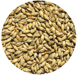 Słód CARABODY Viking Malt 1kg 