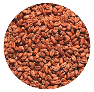 Słód PSZENICZNY wędzony dębem 1kg Viking Malt