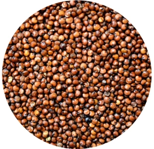 QUINOA komosa ryżowa CZERWONA 1 kg 