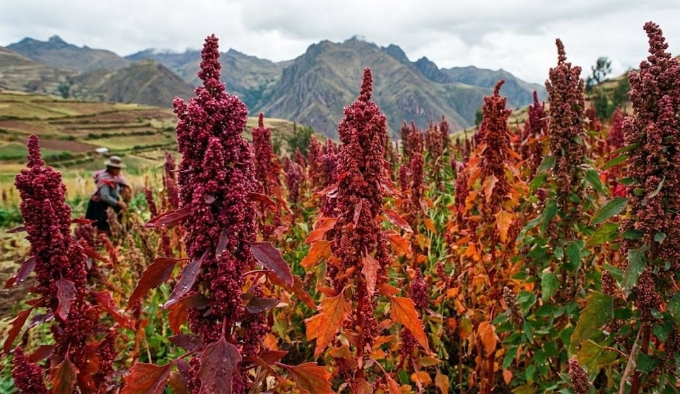 komosa czerwona widok.jpg