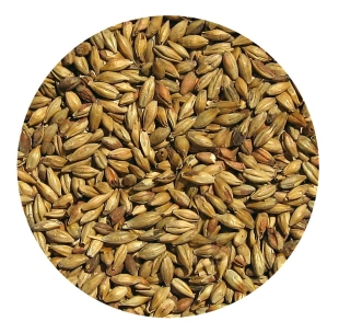 Słód COOKIE Viking Malt 0,5kg