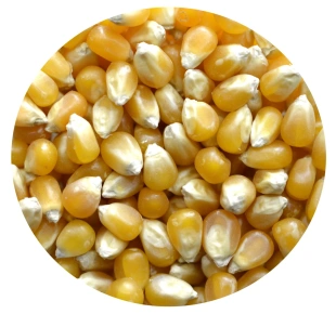 Kukurydza POPCORN Premium Naturalna 5kg Łódź