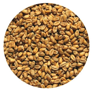 Słód PSZENICZNY 5 kg Viking Malt