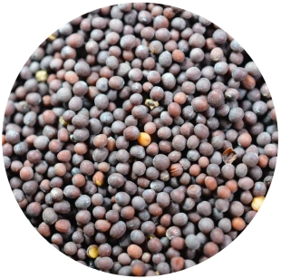 GORCZYCA CZARNA ZIARNO 100g