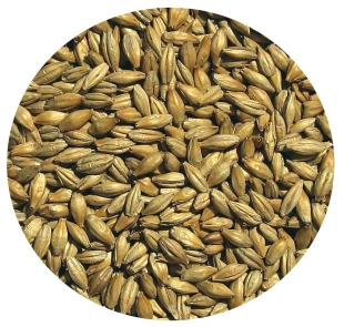 Słód jęczmienny GOLDEN ALE  1kg Viking Malt