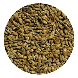 Słód MONACHIJSKI CIEMNY Viking Malt 1kg 